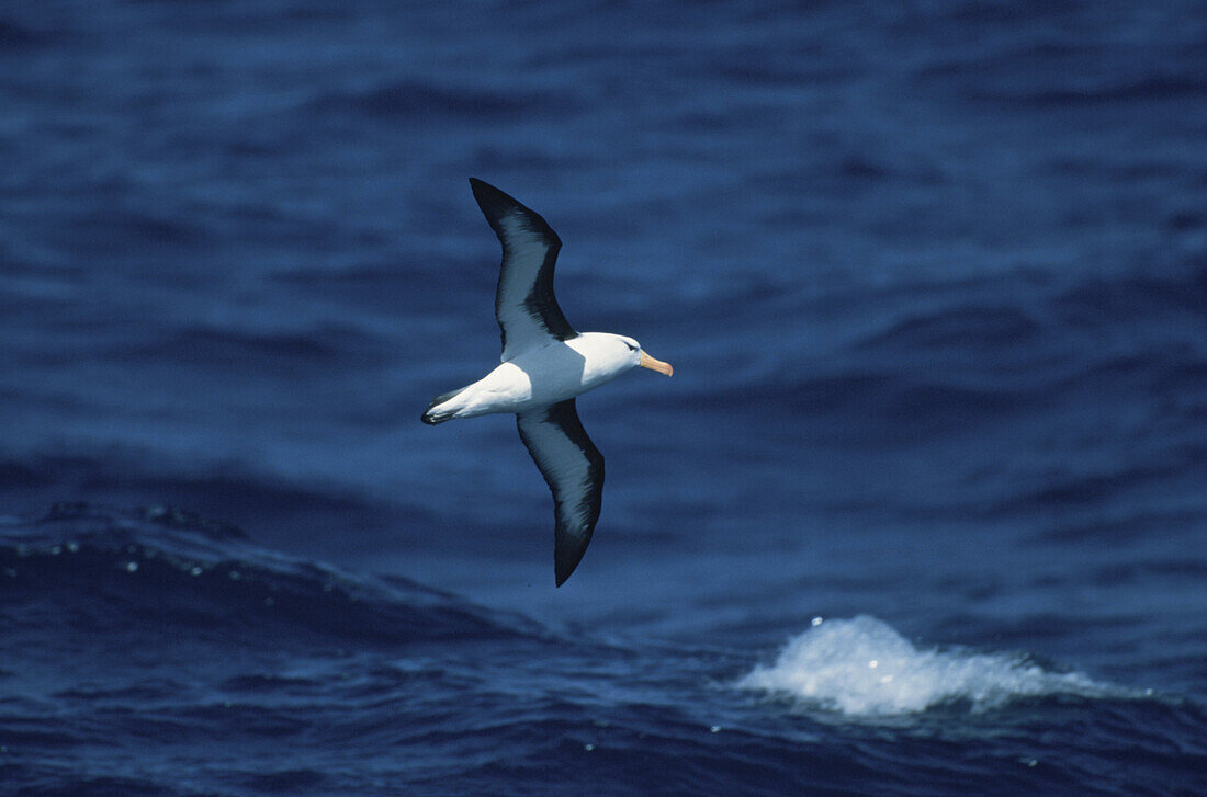 Albatross