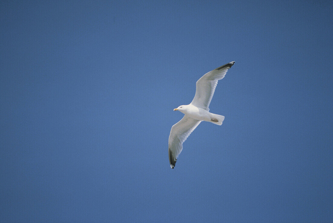 Silbermöwe, Larus argentatus