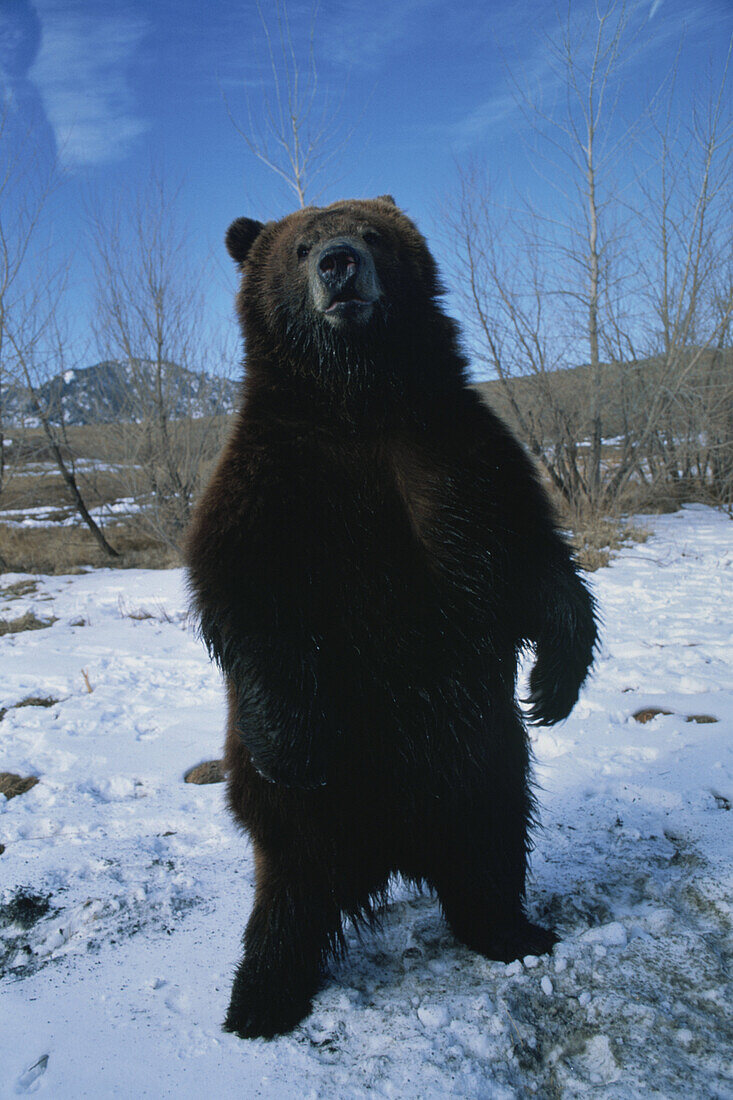 Brown bear, Alaska, USA, America
