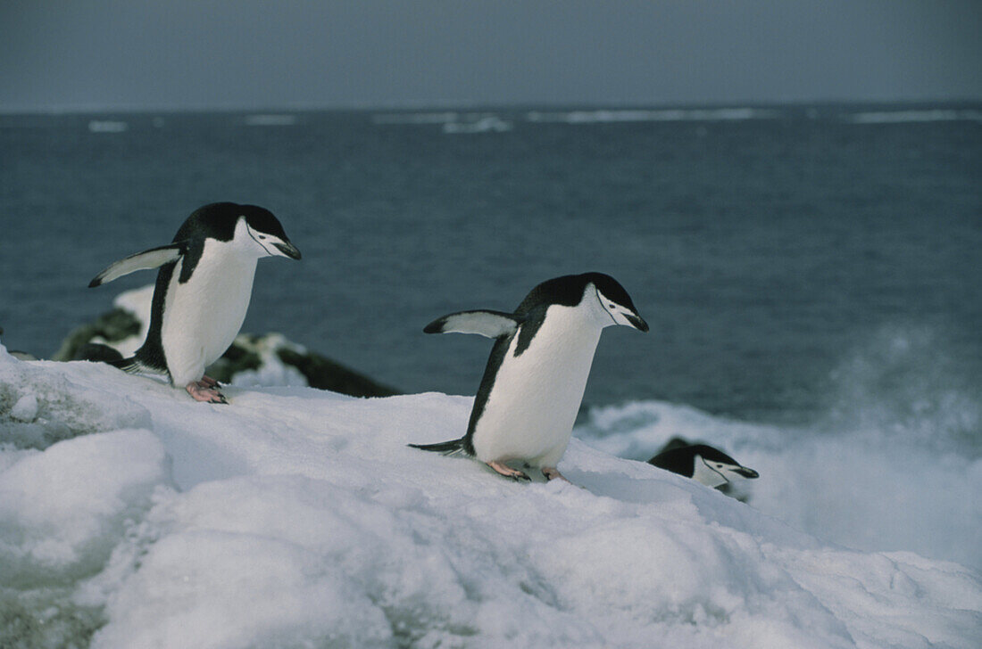 Zügelpinguine, Kehlstreifpinguine, Pygoscelis antarctica, Antarktis