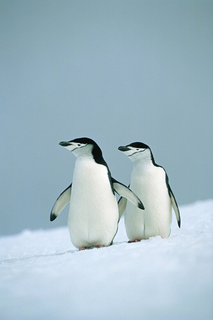 Chinstrap Penguins, Pygoscelis antarctica, Antarctica