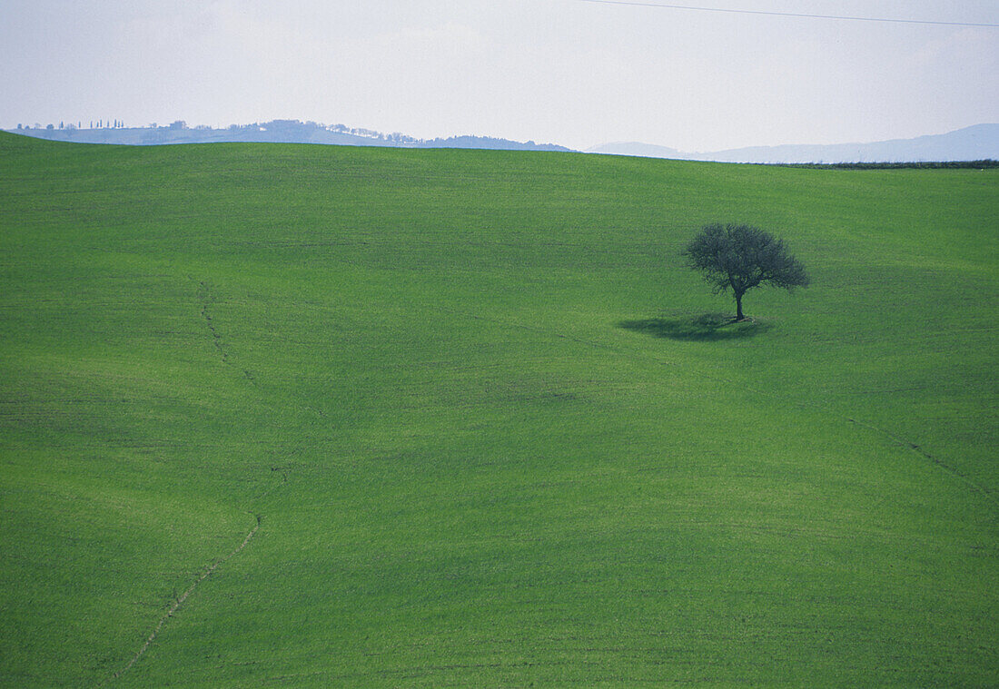 Landscape with tree