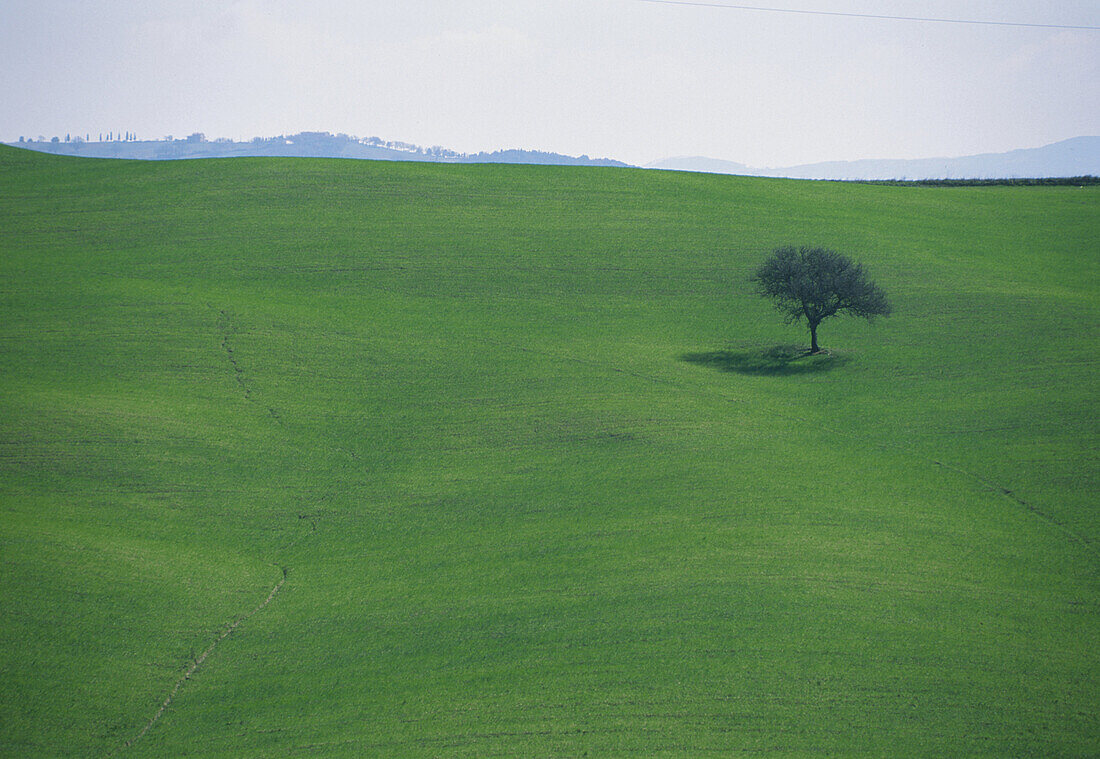 Landschaft mit Baum