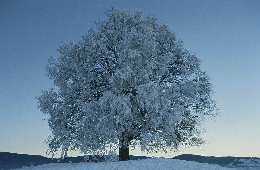 Baum im Winter