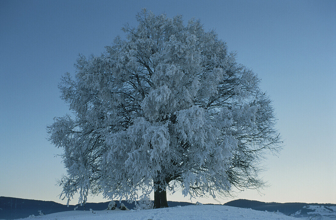 Tree in the winter