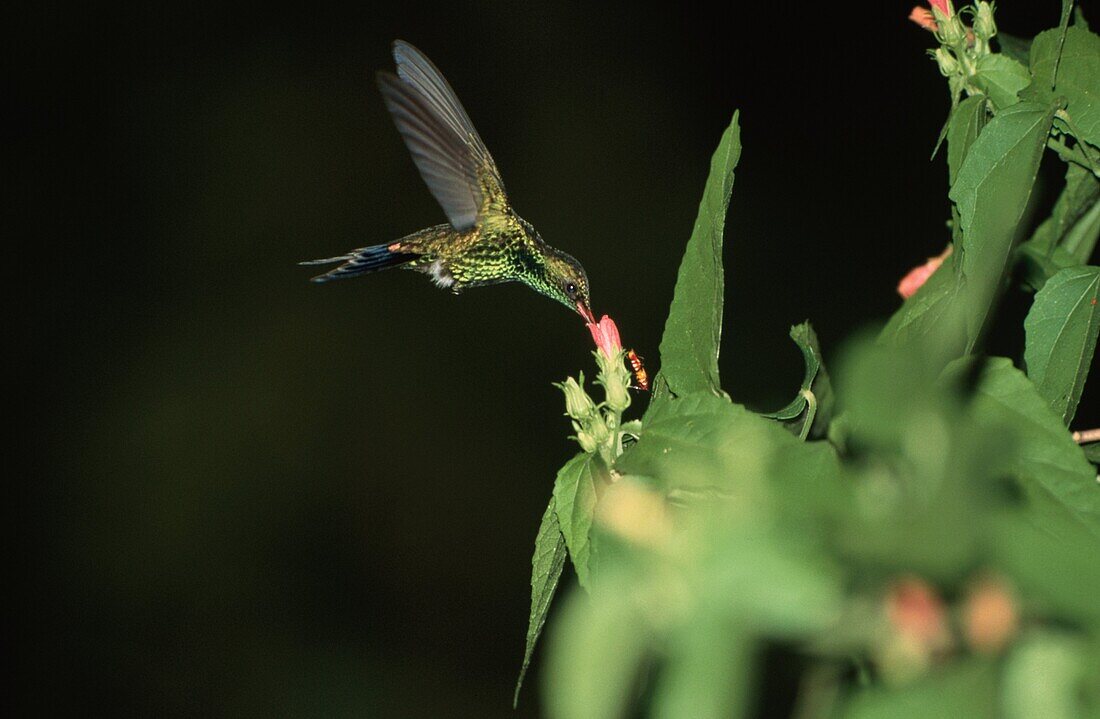 Kolibri, Südamerika