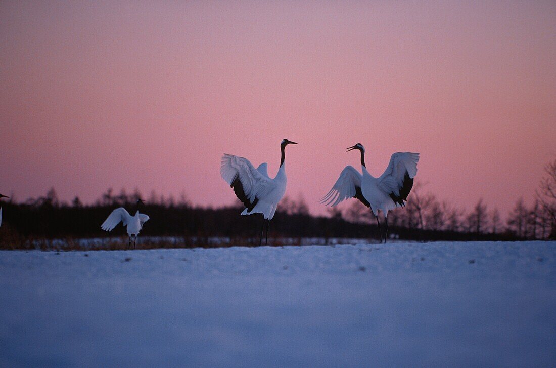 Mandschurenkraniche, Kraniche, Grus japonensis, Hokkaido, Japan, Asien