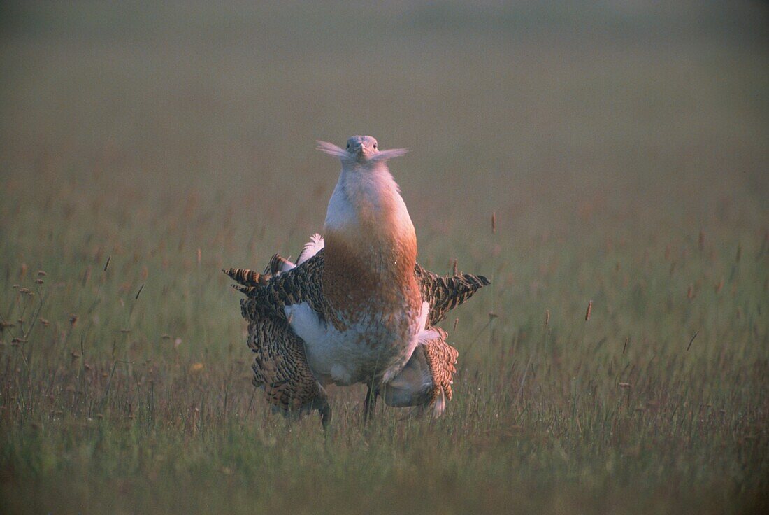 Great Bustard, courtship display, Otis tarda, Europe