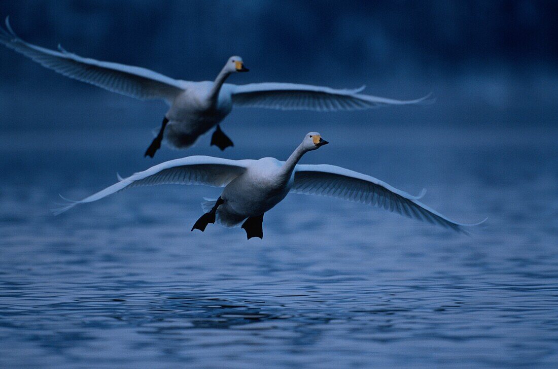 Two whooper Swans flying over a lake, Cygnus cygnus, Europe
