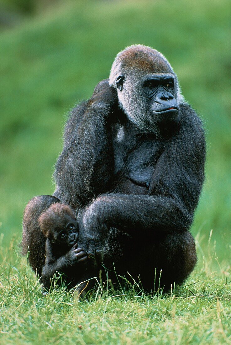 Westlicher Flachlandgorilla mit Baby, Jungtier, Gorilla, Afrika