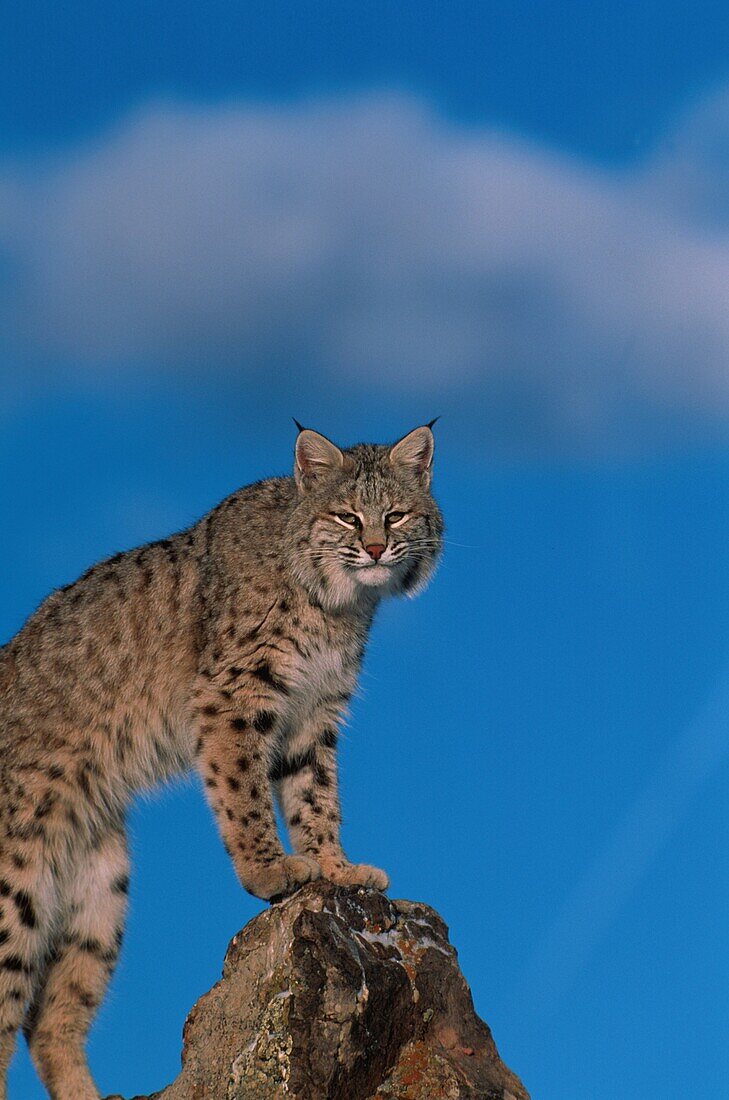 Bobcat, Lynx rufus, North america, America
