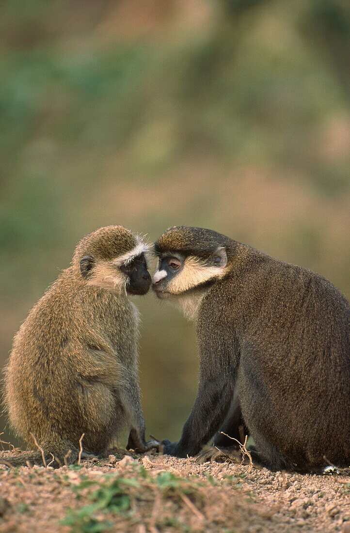Black-faced Vervet Monkey, Cercopithecus aethiops, and Greater White-nosed Guenon, Cercopithecus nictitans, sniffing, Africa