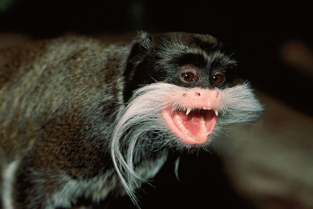 Emperor Tamarin, Marmoset, Saguinus imperator, Southamerica