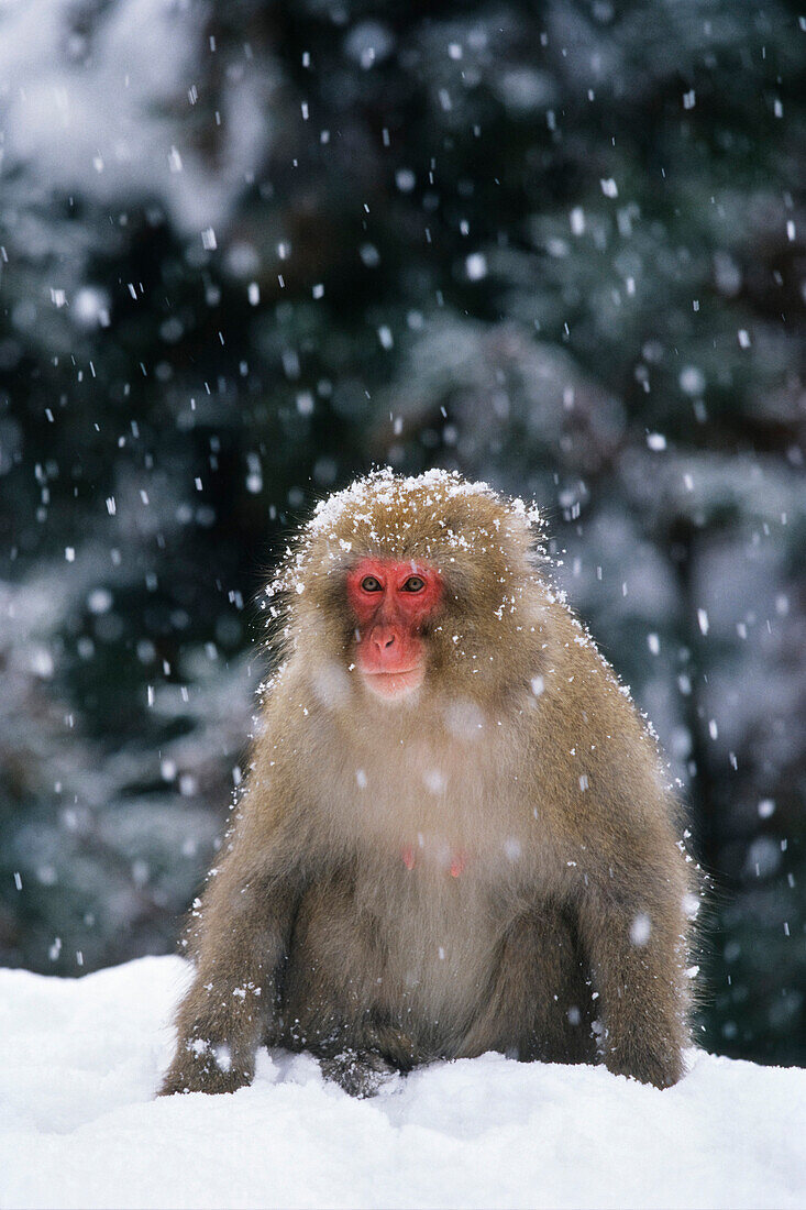 Schneeaffe, Japanmakak, Rotgesichtsmakak, Macaca fuscata, Japan