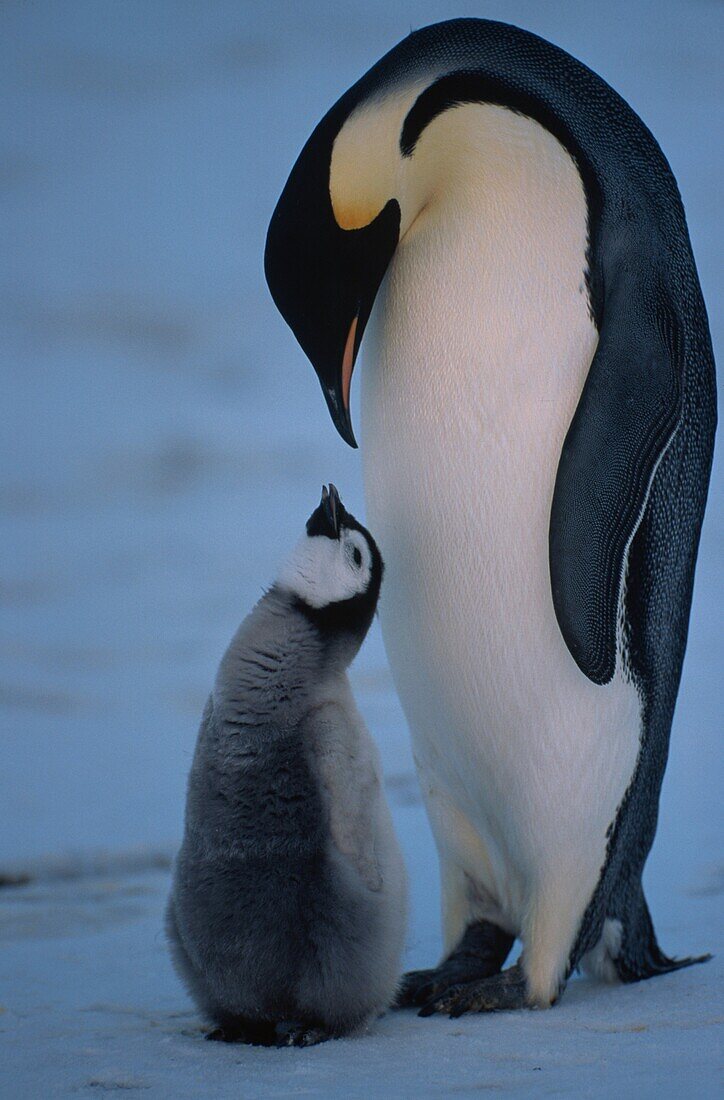 Kaiserpinguin mit Küken, Aptenodytes forsteri, Antarktis