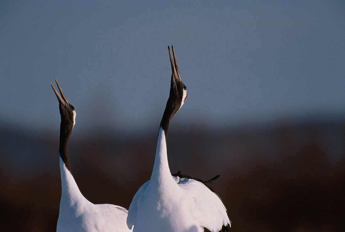 Japanese Cranes calling, Grus japonensis, Hokkaido, Japan, Asia