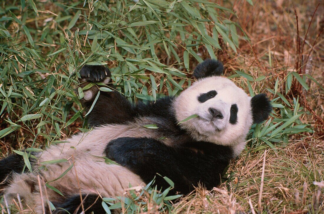 Great Panda eating bamboo, Ailuropoda melanoleuca, Wolong Valley, Himalaya, China, Asia