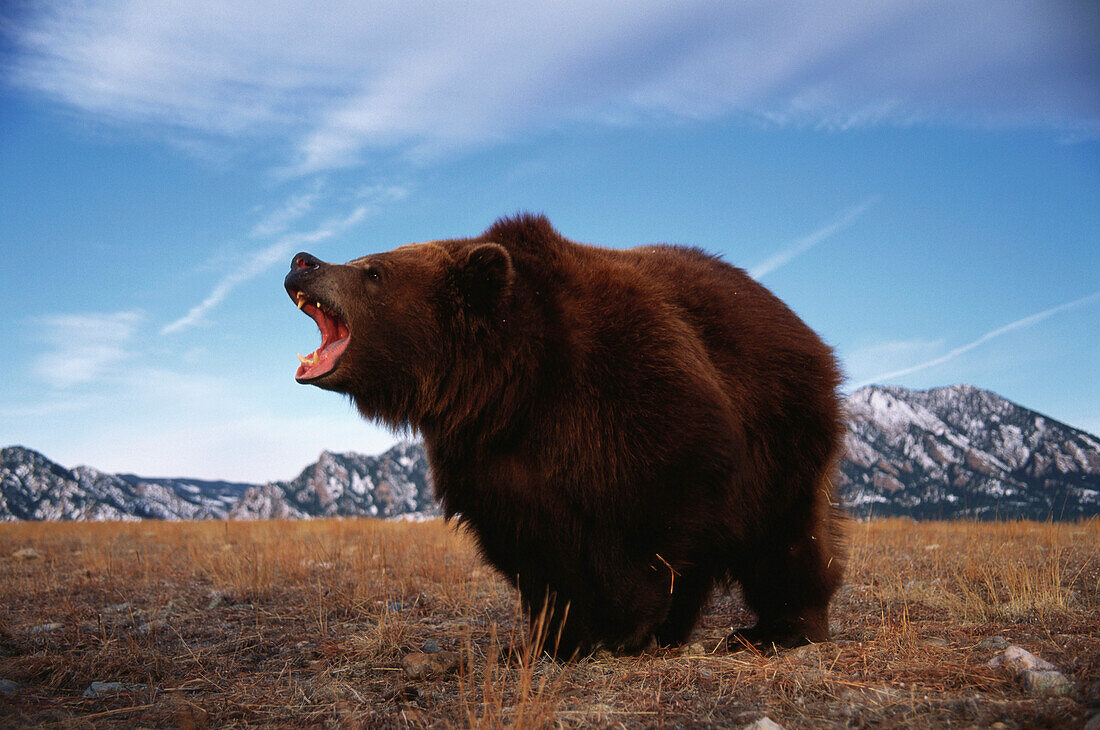 Kodiak bear, Kodiak Island, Alaska, USA