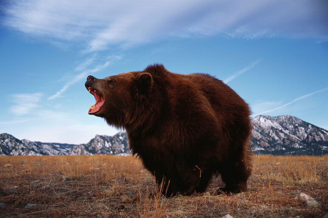 Kodiakbär, Kodiak-Insel, Alaska, USA