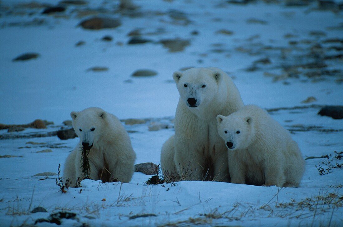 Polarbear with cubs, Ursus Maritimus, Churchill, Canada