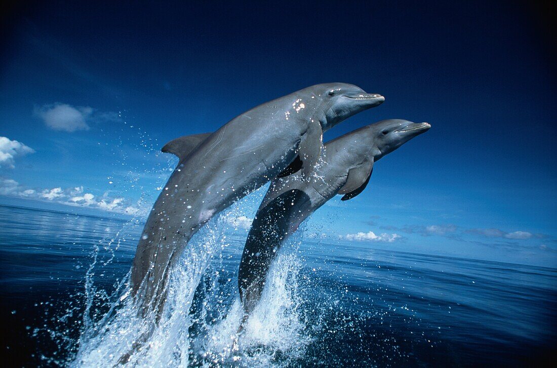 Delfine, Große Tümmler, Tursiops Truncatus, Islas de la Bahia, Hunduras, Karibik