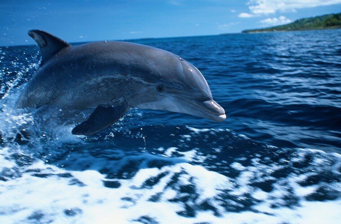 Delfin, Großer Tümmler beim Tauchstampfen, Tursiops Truncatus, Islas de la Bahia, Hunduras, Karibik
