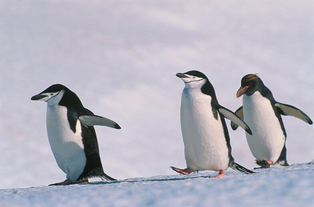 Chinstrap Penguins and Macaroni Penguin, Pygoscelis Antarctica, Eudyptes Chrysolophus, Antarctica