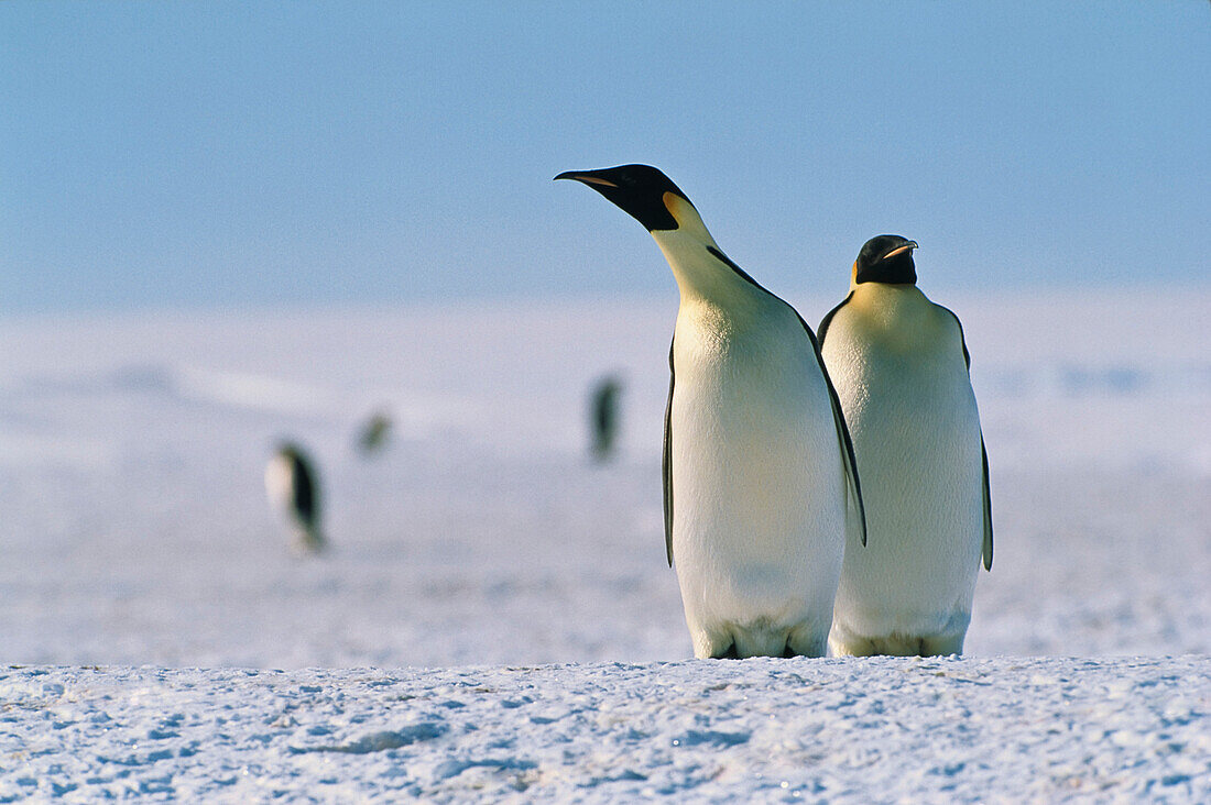 Emperor Penguins, Aptenodytes Forsteri, ice shelf, Antarctic