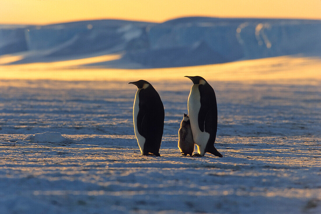 Emperor Penguins, Aptenodytes Forsteri, ice shelf, Iseberg, Antarctic