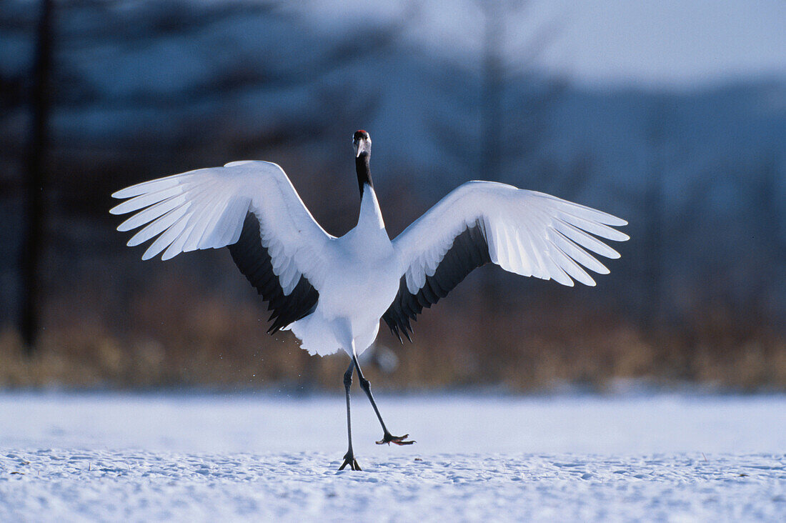 Mandschurenkranich, Grus Japonensis, Hokkaido, Japan