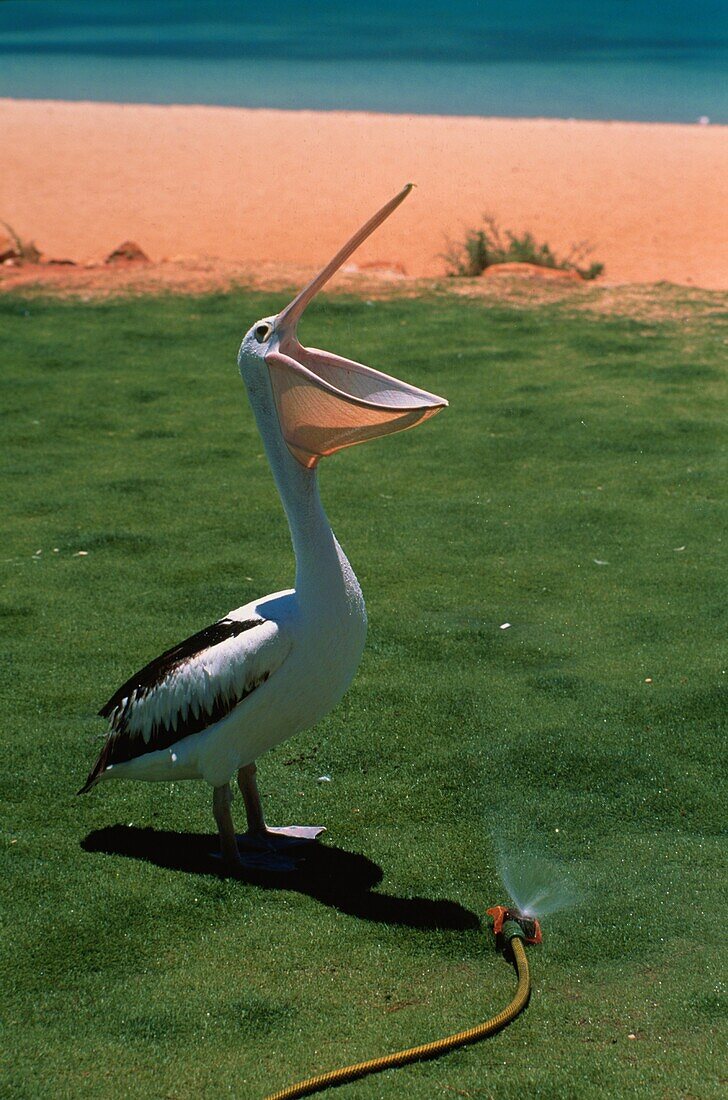 Pelican drinking water from hosepipe, Beach pf Monky Mia, Western Australia