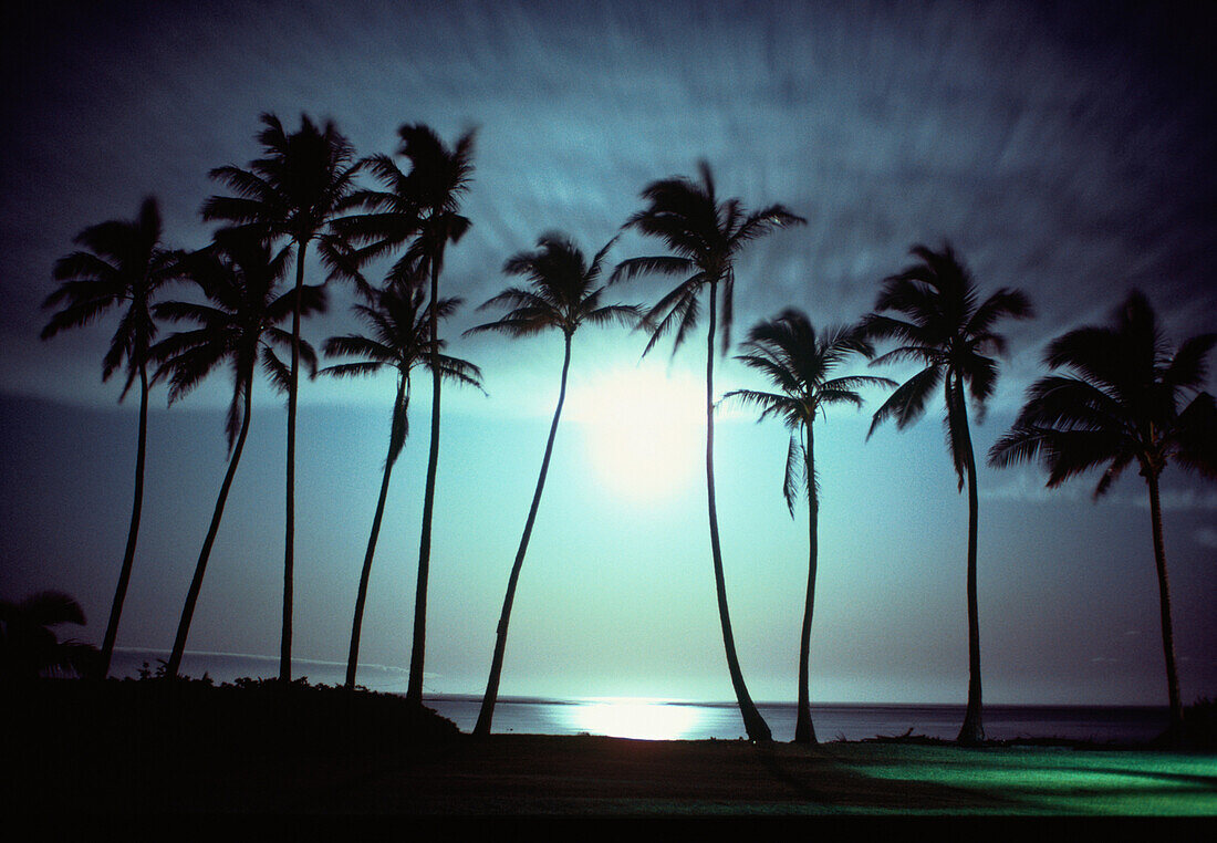 Palms in Moonlight, Oahu, Hawaii
