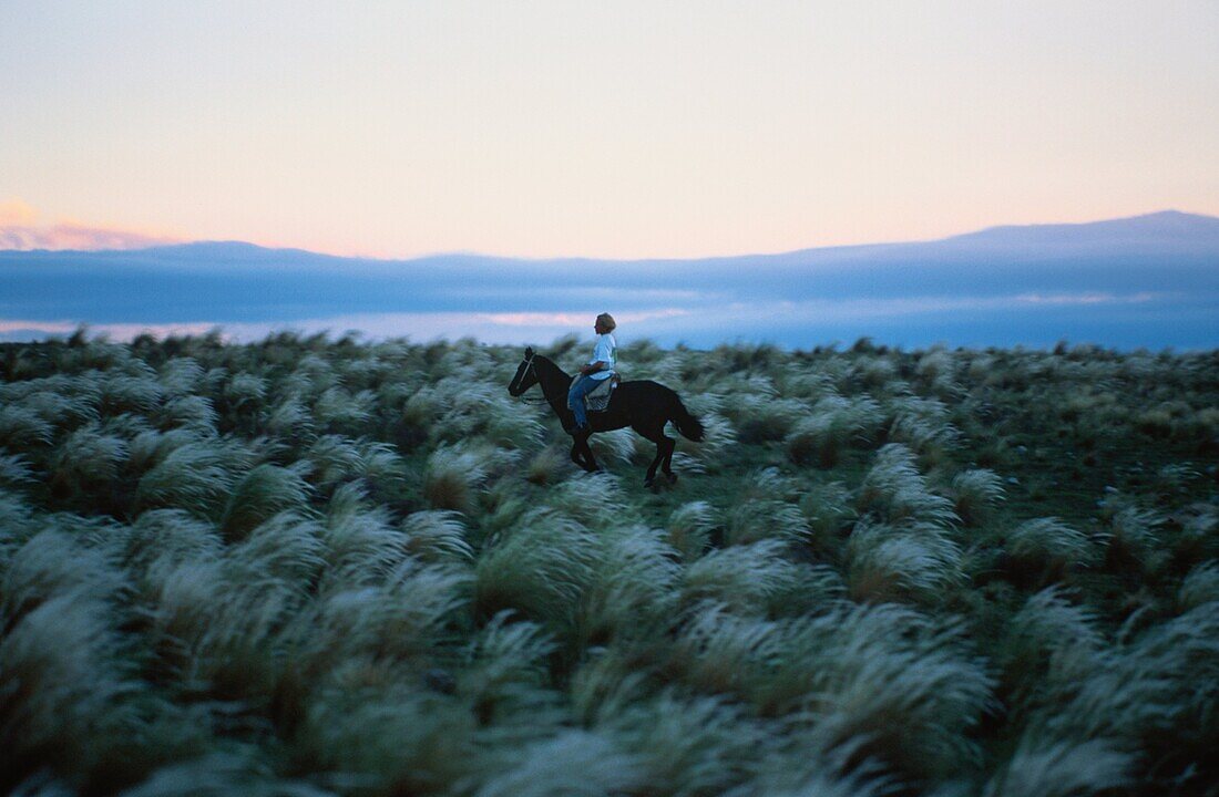 Reiter in der Steppe; Argentinien