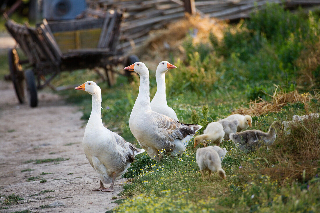 domestic gees with goslings on farmland, Muselievo near Pleven, Bulgaria