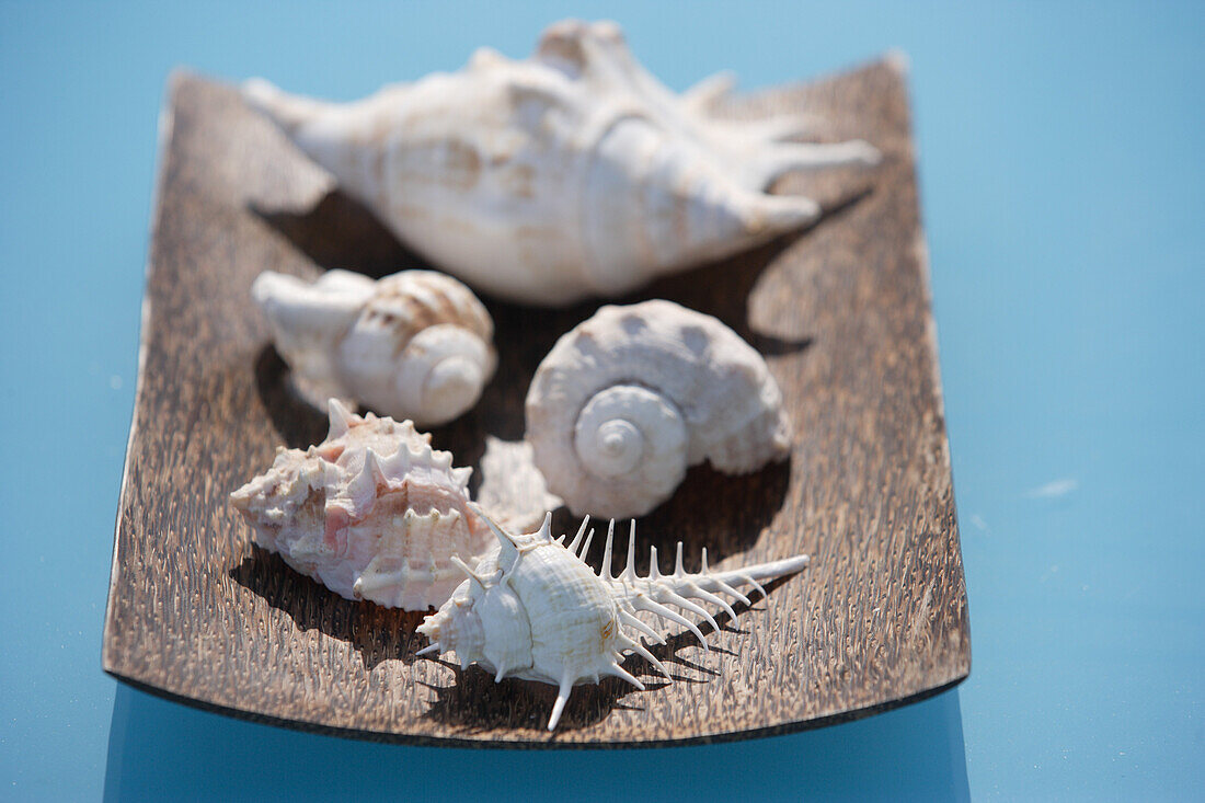 Close up of sea shells, Bali, Indonesia
