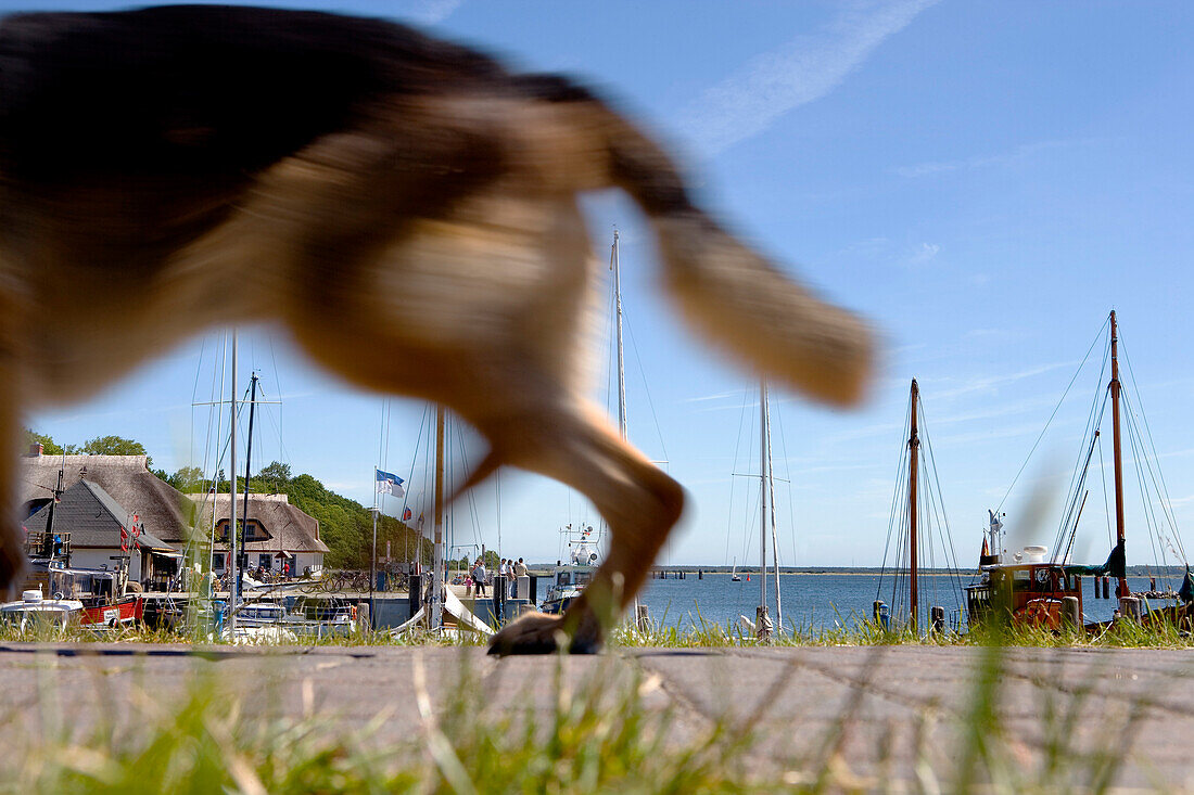 Harbor, Kloster, Hiddensee island, Mecklenburg-Western Pomerania, Germany