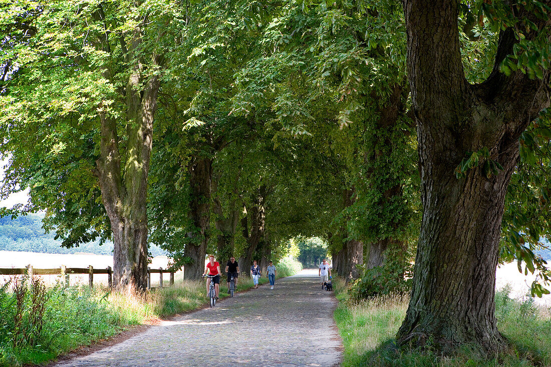 Allee bei Lancken-Granitz, Rügen, Ostsee, Mecklenburg-Vorpommern, Deutschland