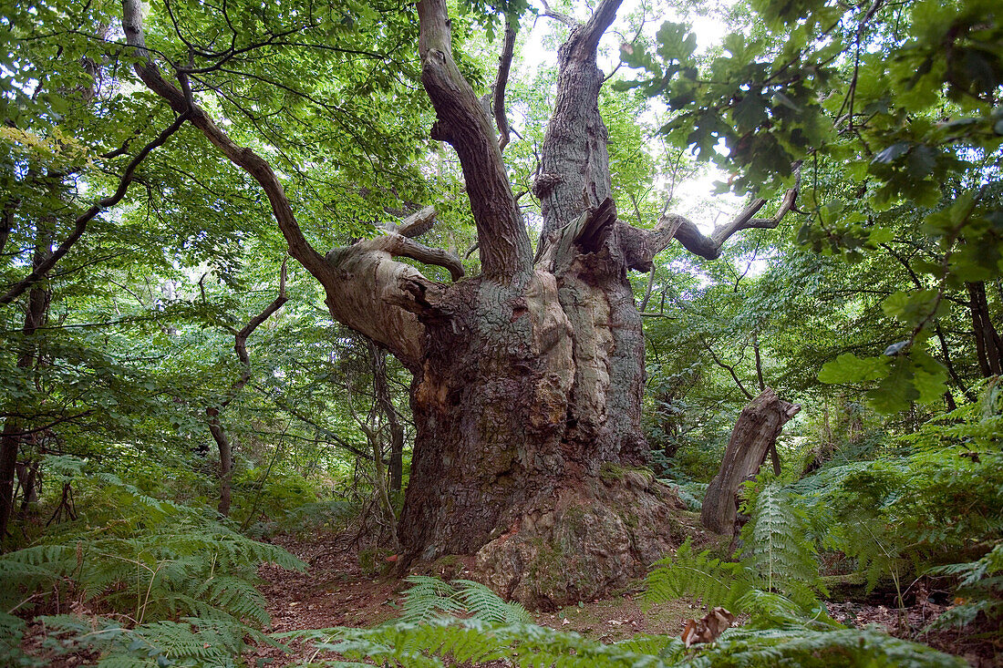 Naturschutzgebiet, Insel Vilm, Rügen, Ostsee, Mecklenburg-Vorpommern, Deutschland