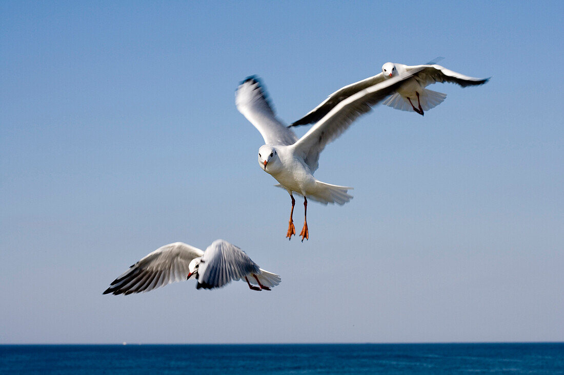 Möwen am Meer, Rügen, Ostsee, Mecklenburg-Vorpommern, Deutschland