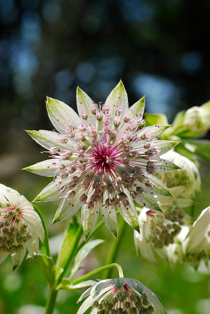 Close up of a flower, Astrantia major, in Rennsteig garden, Oberhof, Thuringia, Germany