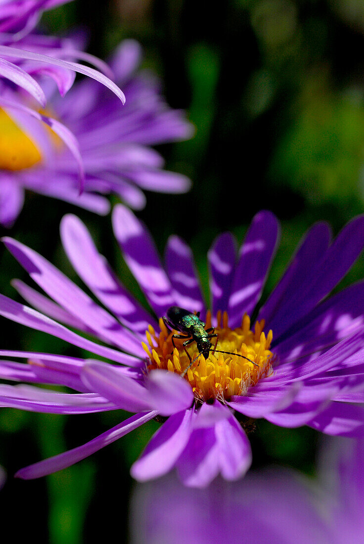 Close up of a flower, Tibetean Aster, in Rennsteig garden, Oberhof, Thuringia, Germany