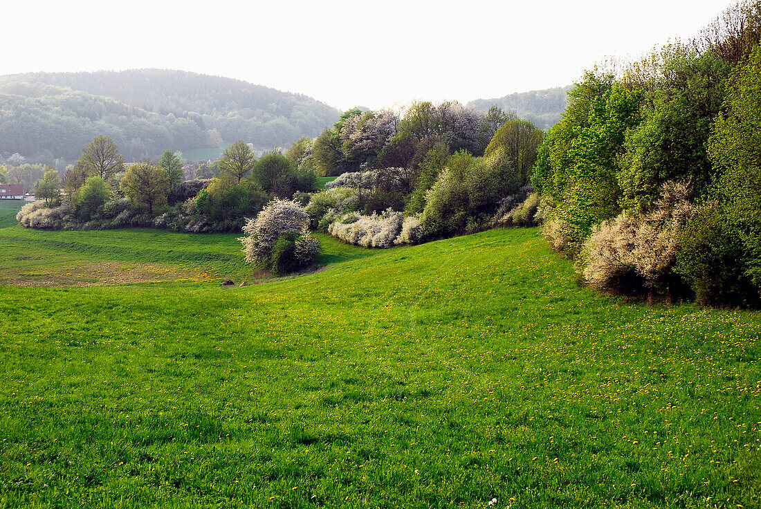 Frühlingslandschaft bei Bad Liebenstein-Bairoda, Thüringen, Deutschland