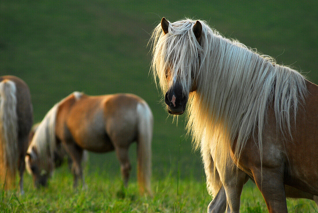 Haflinger auf einer Weide, Meura, Thüringer Wald, Thüringen, Deutschland