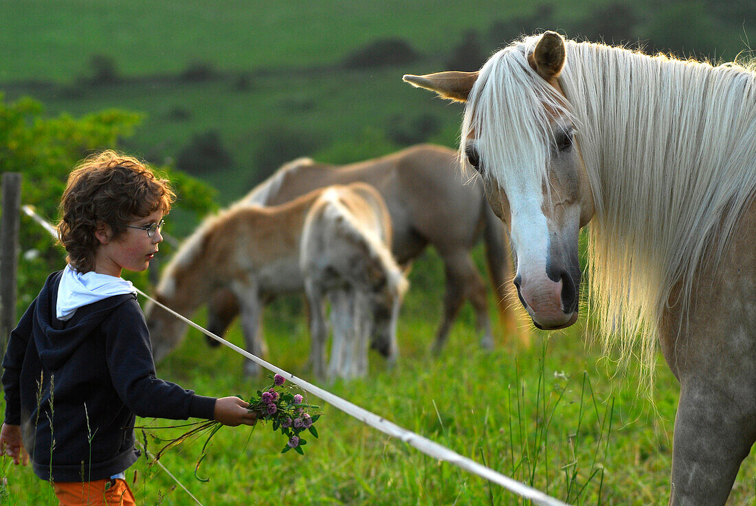 Boy feeding Haflinger horse on green pasture, Meura, Thuringia, Germany