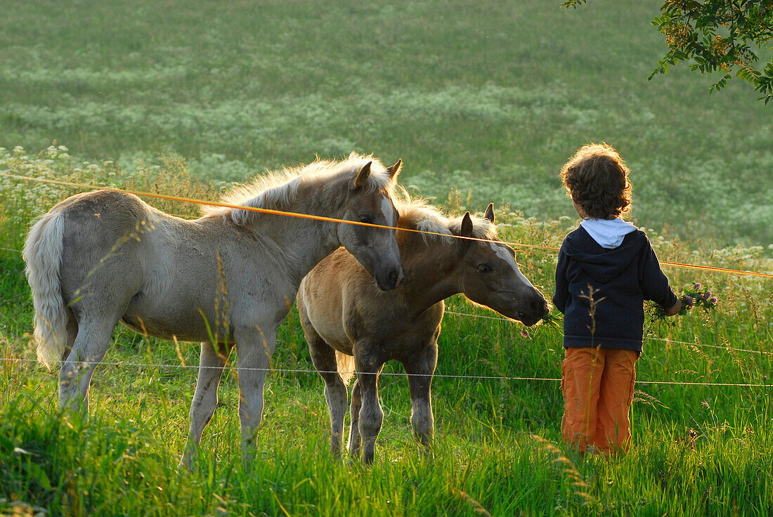 Boy feeding Haflinger foals on pasture, Meura, Thuringian Forest, Thuringia, Germany
