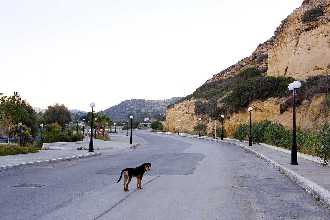 Dog on empty street at low season, Winter, Matala, Crete, Greece