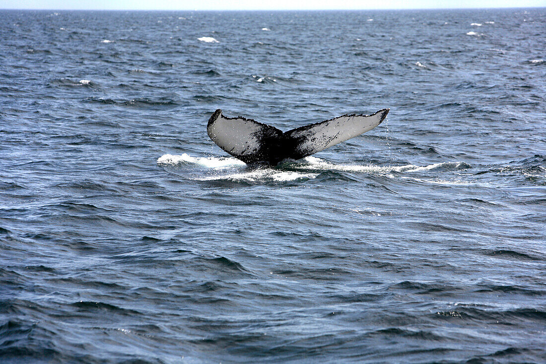 Whale watching off Providence, Cape Cod, Massachusetts, USA