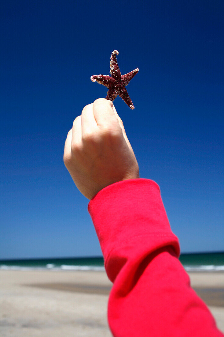 A person holding a starfish, Nauset Beach, Orleans, Cape Cod, Massachusetts, USA