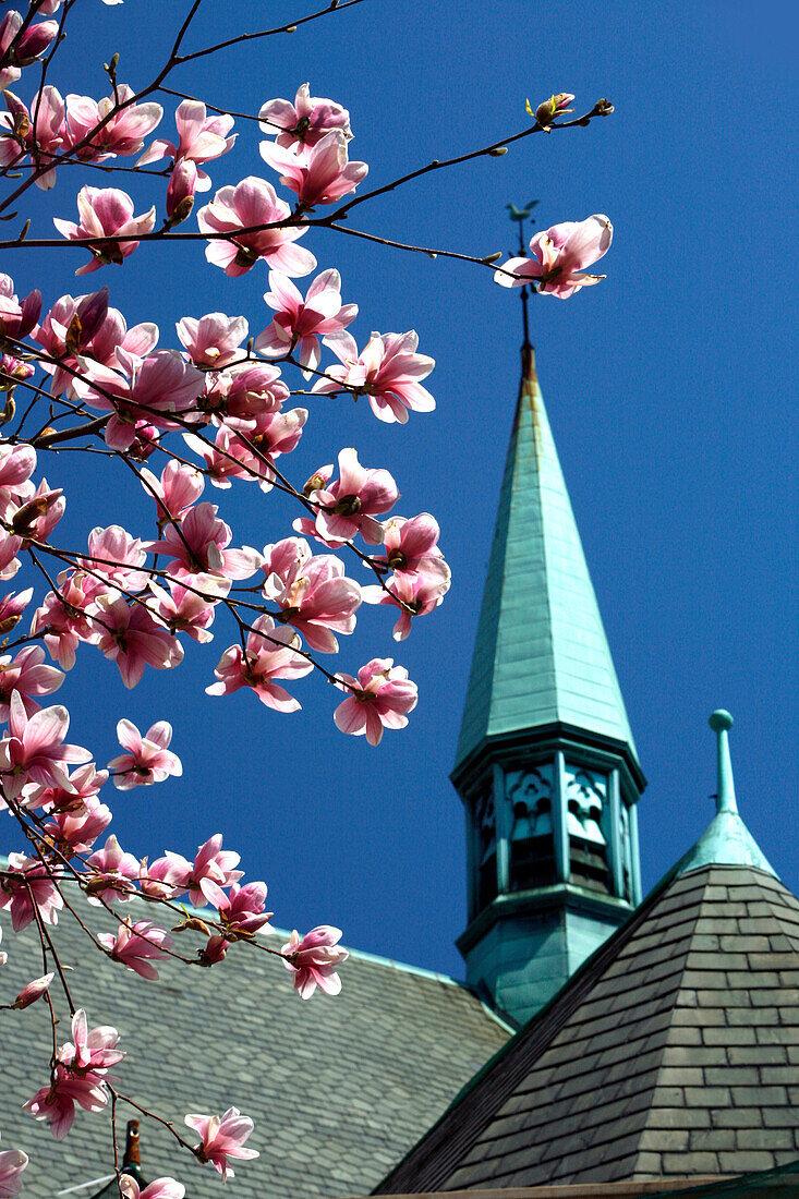 A church and cherry blossoms in Historic Beacon Hill, Boston, Massachusetts, USA