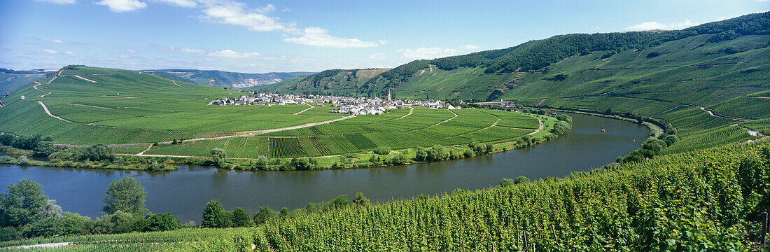 River Moselle with wine village Trittenheim, Mosel Saar Ruwer, Rheinland- Pfalz, Germany